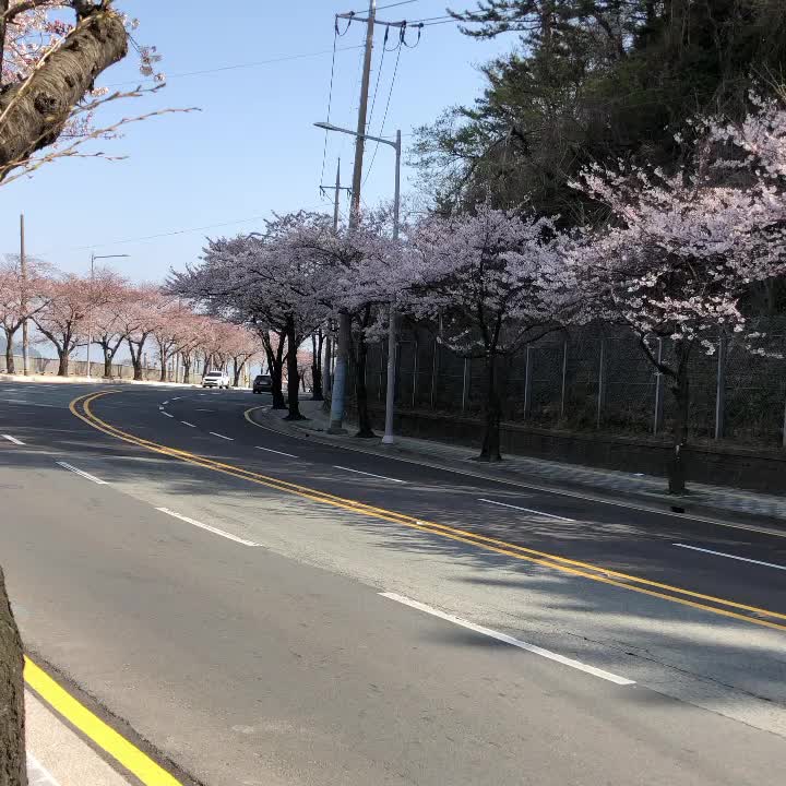  벚꽃 만개