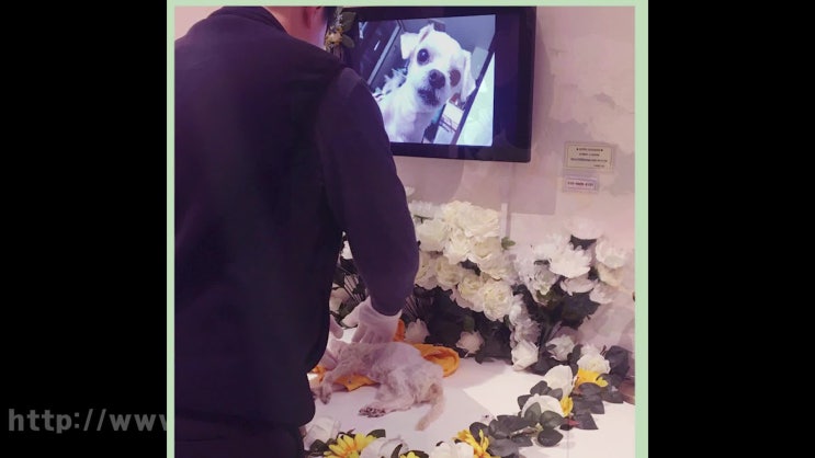  부천 강아지 장례 장례식장 반려견 장례식장, 아이들을 위한 최선의 선택을!