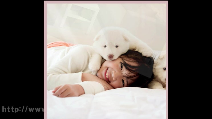  서울 강아지 장례 반려동물 장례식장, 멀리서 진행하지 마세요!