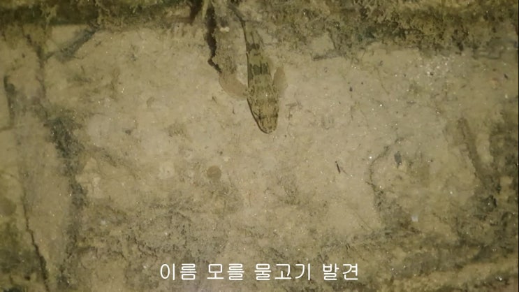  내포 산책로 하천 물고기와 새우, 그리고 고양이