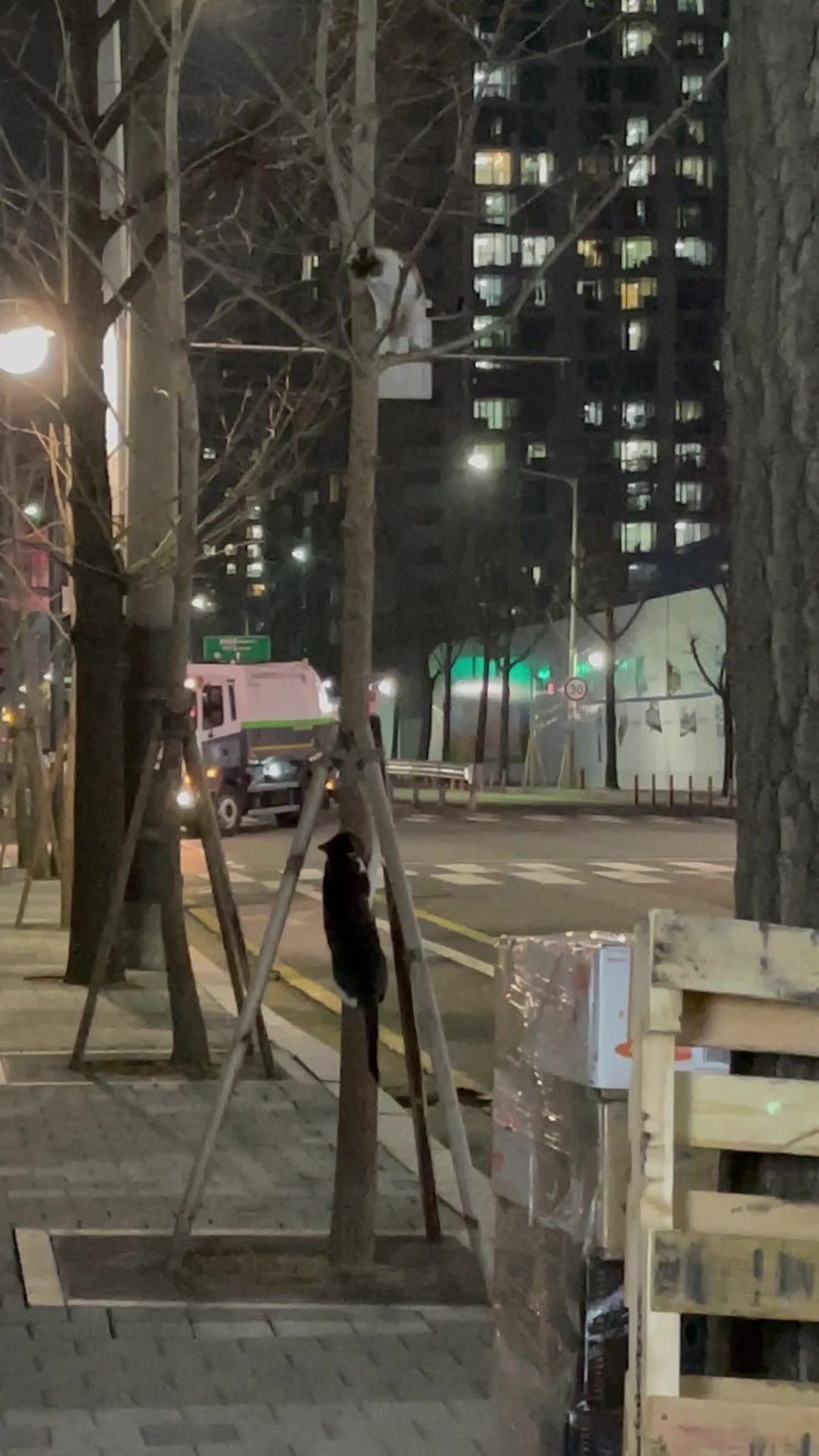  귀엽게 놀고 있는 길고양이들