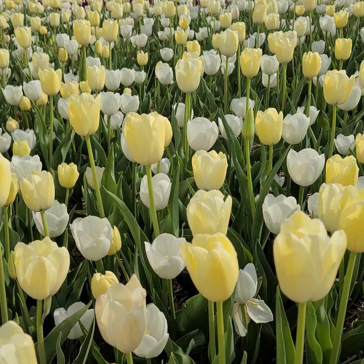  여기 저기 예쁜 튤립 보고 또 보고 가실께요~