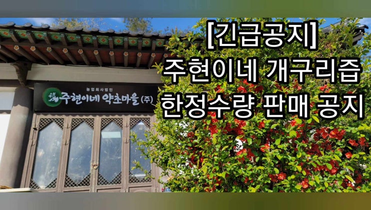  개구리즙 2년연속 국내 판매 1위 주현이네약초마을