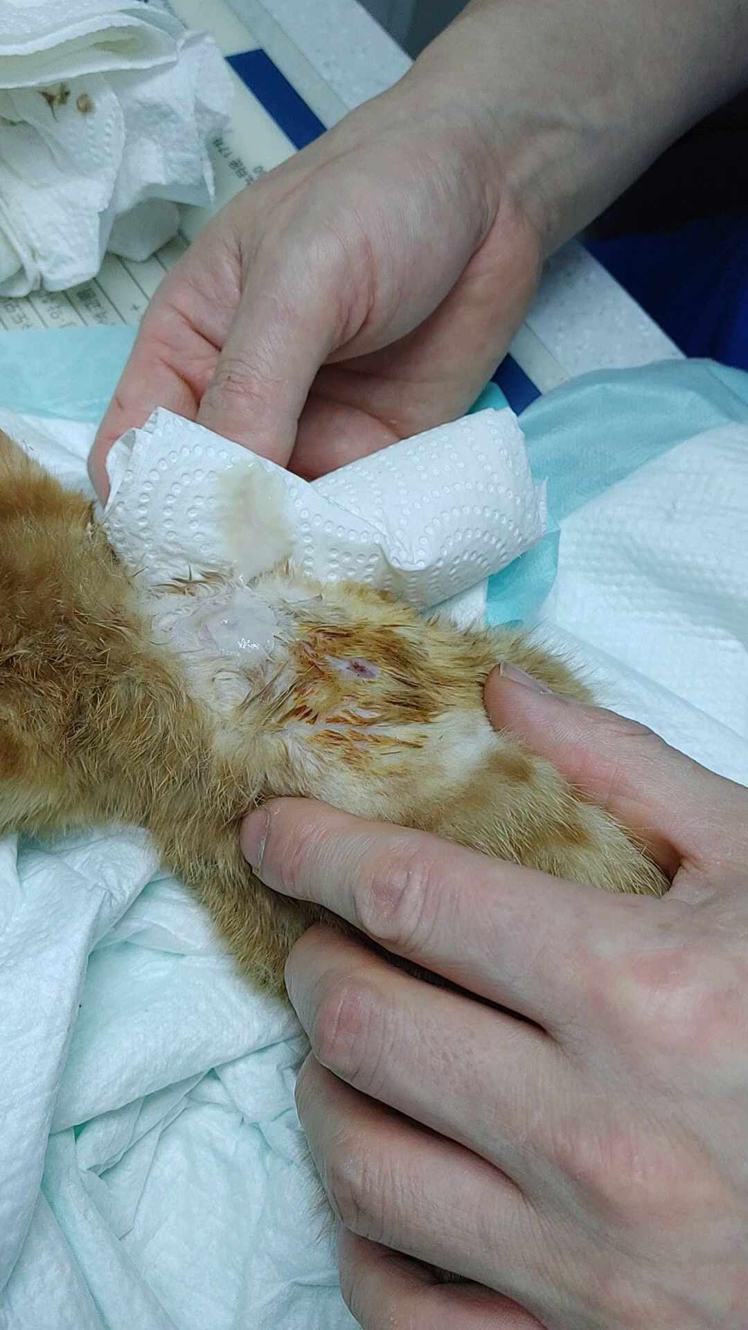 청주정성환동물병원/청주온누리동물병원/청주24시i동물병원을 다니며 살려낸 길고양이염증....