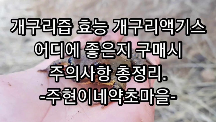  개구리즙 효능 개구리액기스 어디에 어떻게 좋은지 구매시 주의사항 총정리.