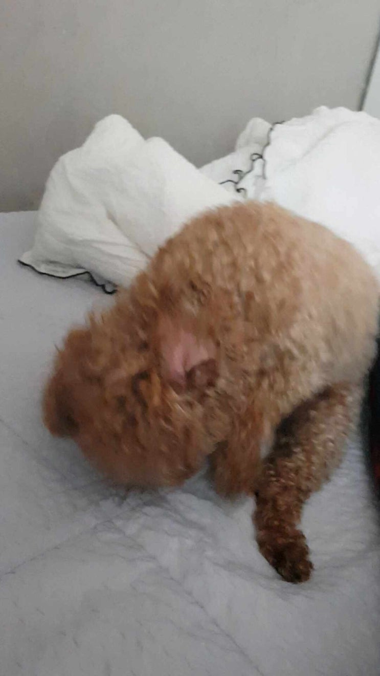  신경질부림