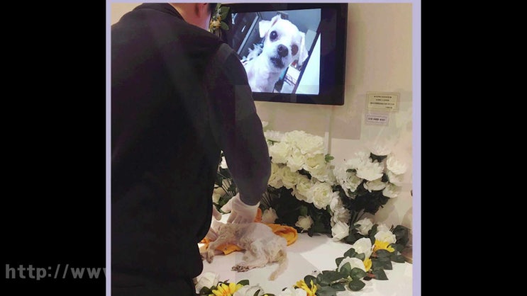 이천 여주 강아지 장례 애견 장례식장 고양이 애견 화장 반려동물  반려견 화장터, 옳은 정보를 참조하세요!