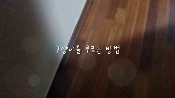  고양이가 좋아하는 소리로 부르기 냉큼 오시오~