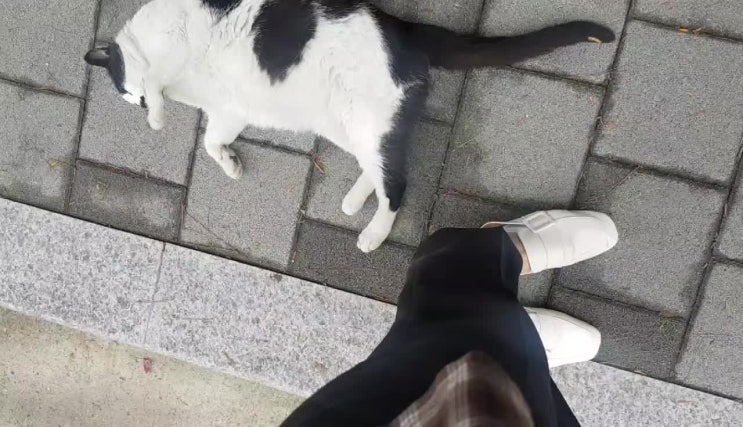  길거리 고양이 길냥이 간택당한 날