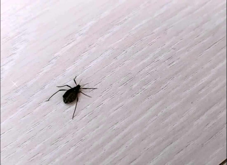  집벌레 종류 다양한데 천연으로 해결