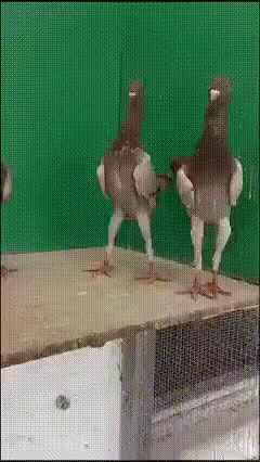  예언가 이말년:침착맨:비둘기의 진화 영상 포함