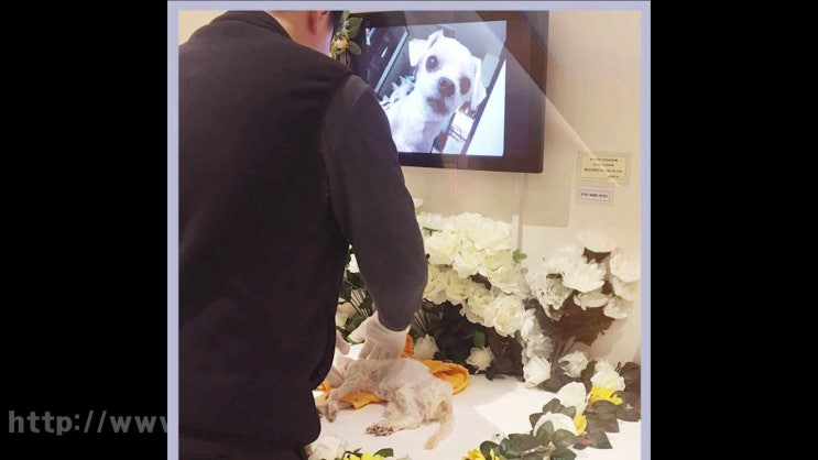  안산 강아지 화장 장례식장 애견 화장터, 좋은 대처요령은?