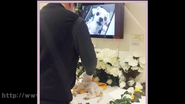  의왕 군포 강아지 장례 화장  반려동물 장례식장,  불안한 이별을 피하세요!