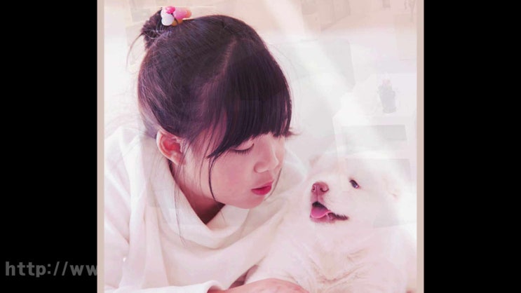  안양 강아지 장례 화장터 애견 반려동물  장례식장, 잘 구별해서 결정하는 팁!