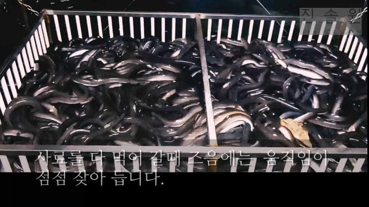  장어의 식사시간~