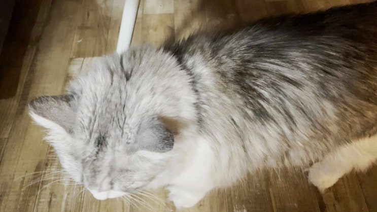  간식에 진심인 고양이