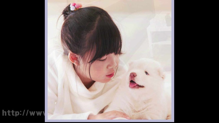 수원 반려견 장례식장 애견 화장터 고양이 화장 장례, 무허가 업체와의 차이를 확인하세요!