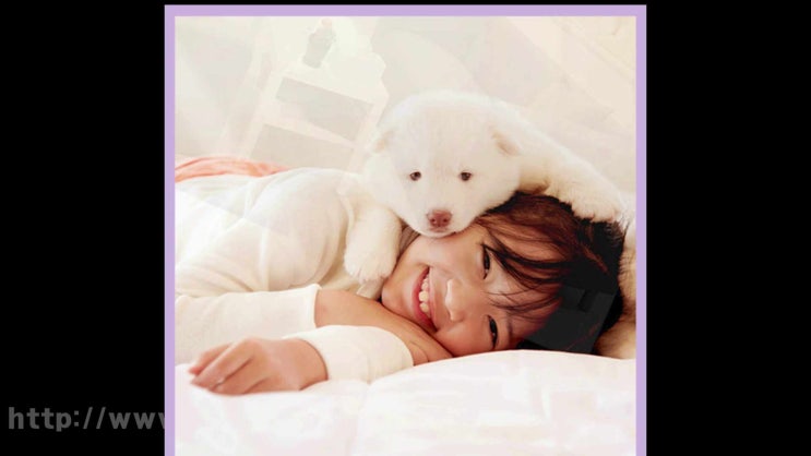  강서구 영등포구 양천구 강아지 장례 고양이 화장 애견 화장터 반려견 장례식장, 이모저모 알아두기~