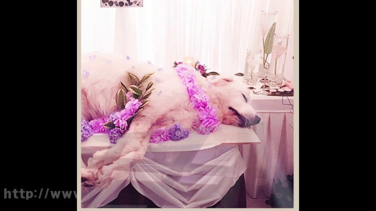  수원 강아지 장례 반려견 반려동물 장례식장, 현명하게 알아보기!