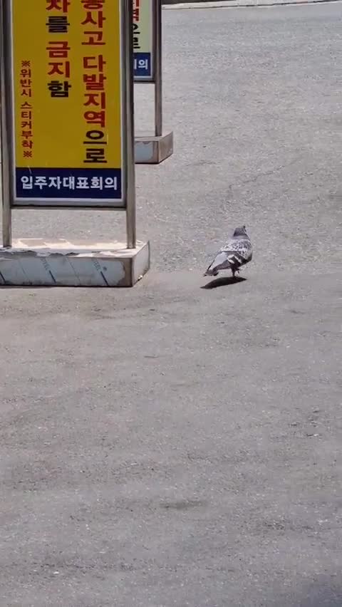  비둘기 먹이(모이) 불법? 보이지 않는 전쟁