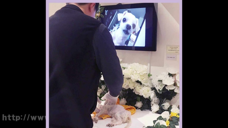  이천 강아지 장례 애견 장례식장 고양이 애견 화장 반려동물 반려견 화장터, 잘 이별하기 위해 알아불 것들!