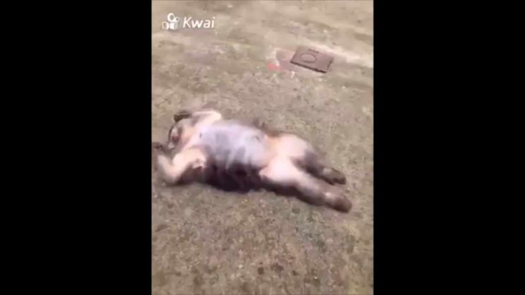  귀여운 원숭이 동영상 계속보게되네요