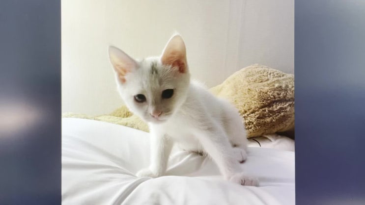  밀크시슬 간 영양제 먹어봐요