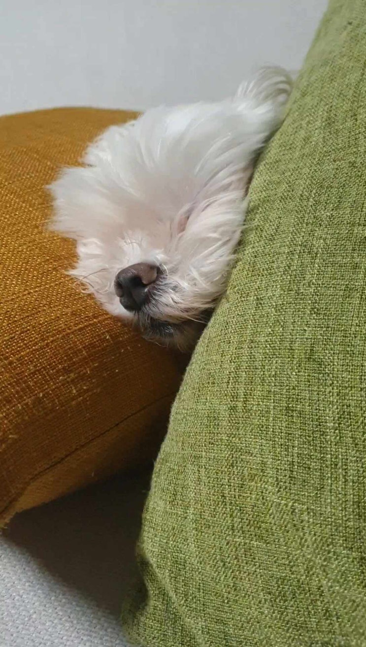  요거이 몽이의 한여름낮 납량특선