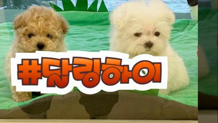  김해강아지분양 어디를 선택하던지