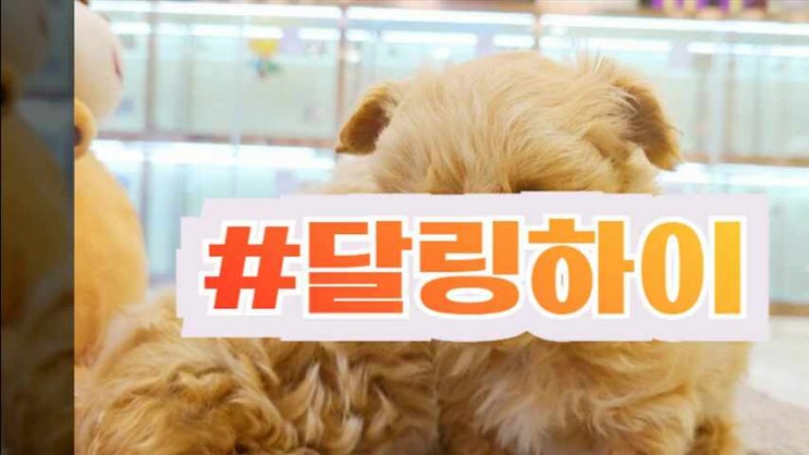  진주강아지분양 여러곳을 다녀봤지만