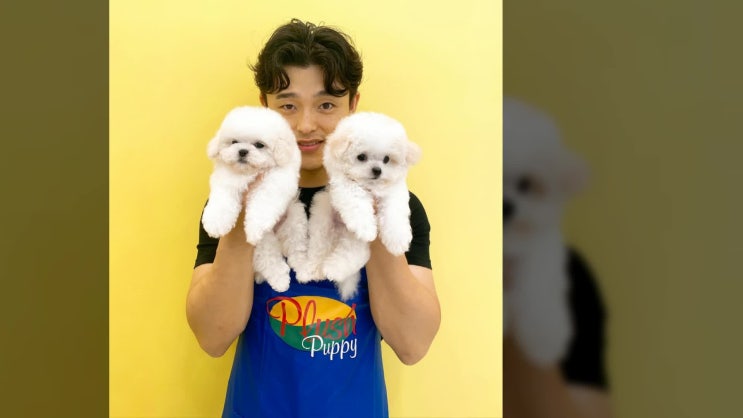  창원말티즈분양 꿀 팁
