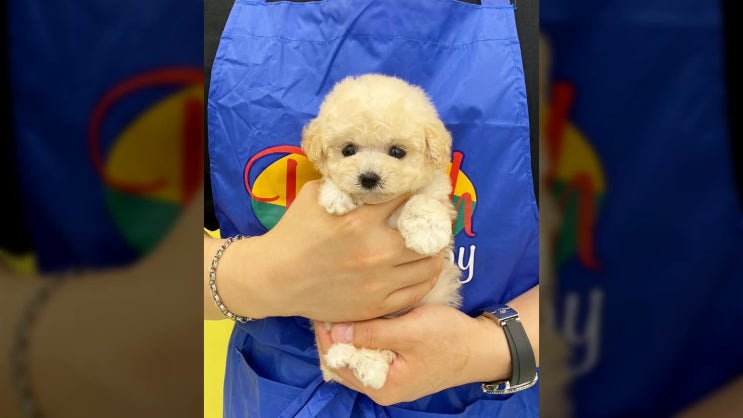  김해비숑분양 어디서 해야할지 고민이라면