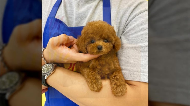  깔끔했던 경산 말티즈 분양