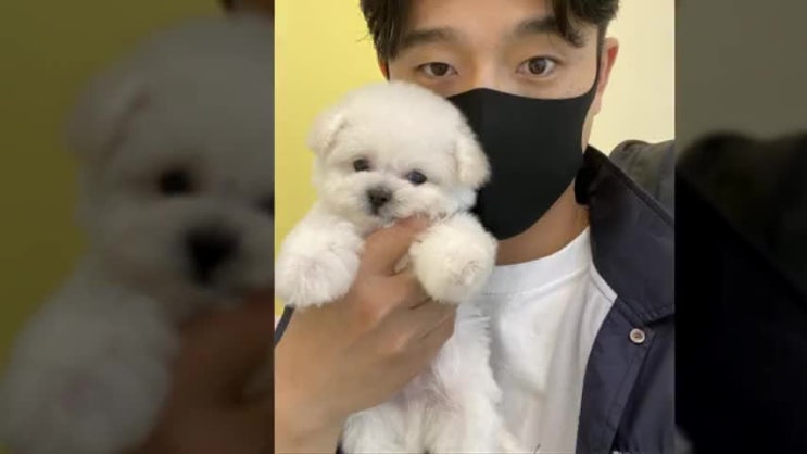  새롭던 김해강아지분양 가족늘리기