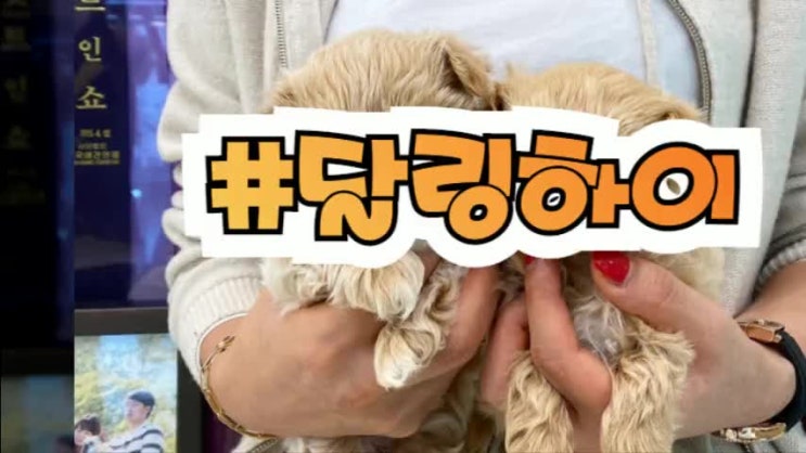  감각있었던 창원애견분양샵 알려드릴께요