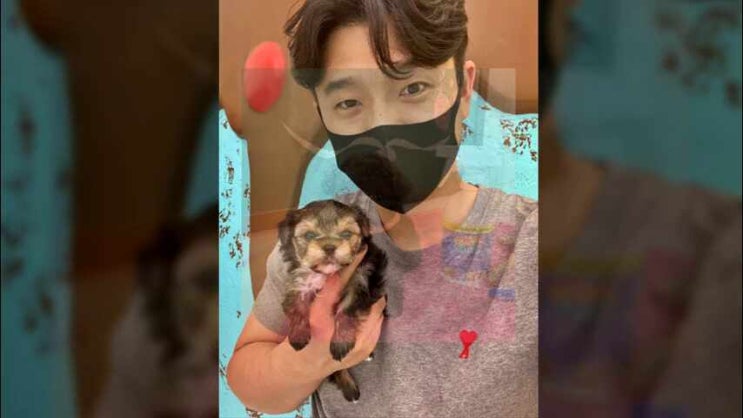  창원말티즈입양