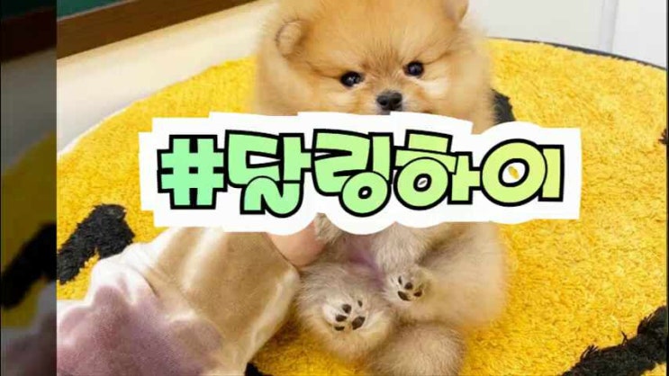  다갖췄던 구로강아지분양 알아볼께요 