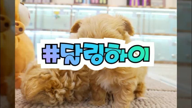  나름 괜찮다던 마산강아지분양 궁금해요