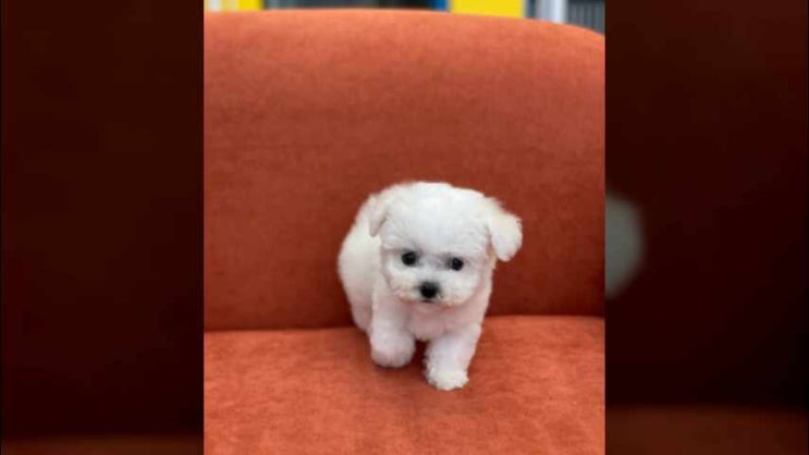  깔끔했던 구리강아지분양 자세히 알아보기