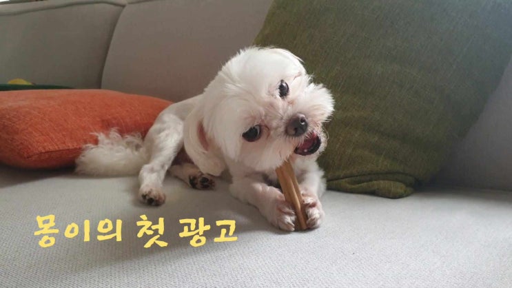  몽이의 첫 광고 촬영