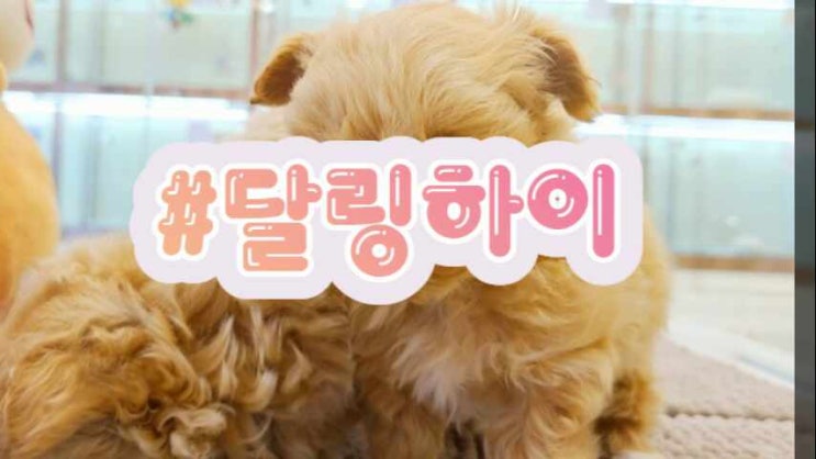  구미말티푸분양 전문견사가 있는 샵 알아두기