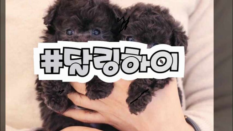  해운대실버푸들분양 부모견 확인하고 데려오기