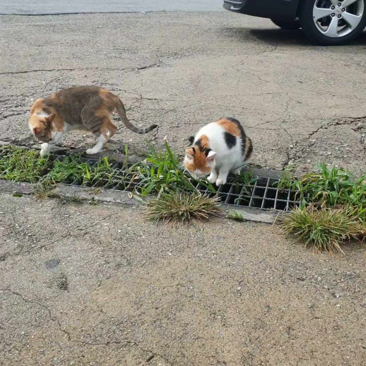  길고양이 일상1