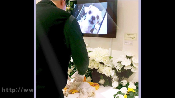  일산 강아지 장례, 고려해봐야 할 요건들!