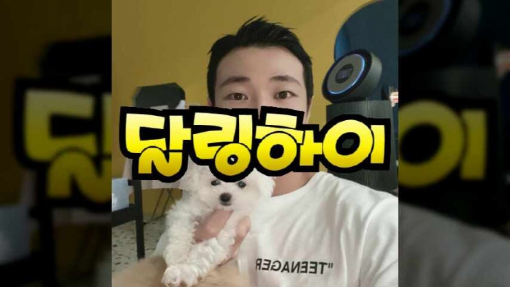  수원강아지분양 깔끔한 환경에서 자란