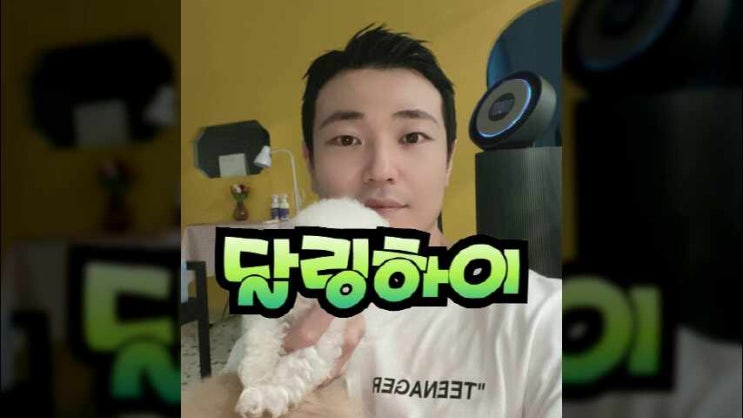  분당말티푸입양 쾌적한 환경 애견샵