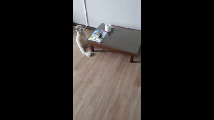  테레비 보는 반려묘 별이