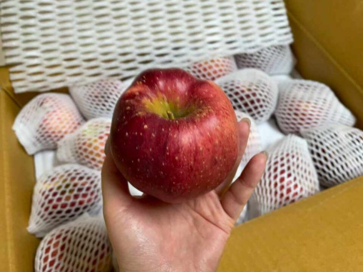  영주사과/영주농산물 산지직송 "단풍사과" 신선하고 맛있는 홍로 사과  추석 선물 추천!