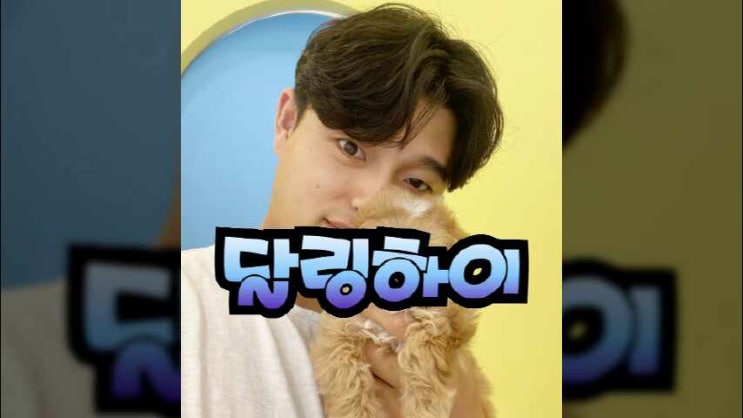  거제강아지분양 아담한 말티푸 입양하기