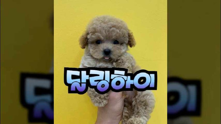  시흥강아지분양 값진 입양